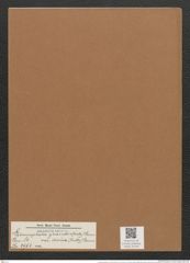 Licmophora grandis var. divisa (Kuetz.) Grun. (de-Toni-Nr.: Genus 86, Species 2966) Zeichnungen Sammlung Grunow Mappe 03149 (Herbarium_W_Grunow_drawings_Folder_03149)